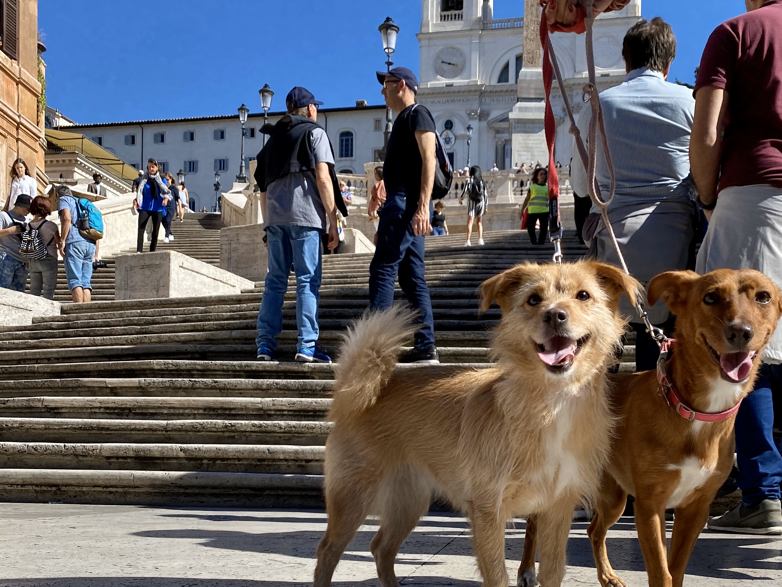Zelda (left) and Ginger, posing for MacStories on the Spanish Steps, wide camera.