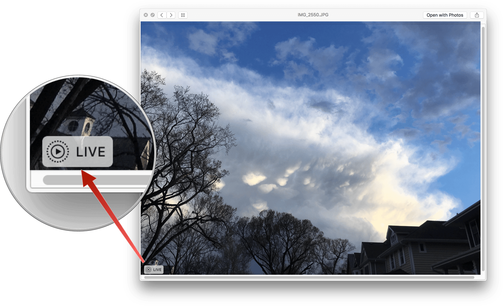 Live Photos play automatically when previewed.