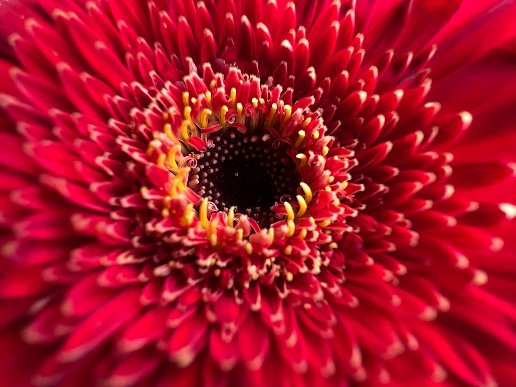 Macro photography is coming to the iPhone 13 Pro and Pro Max.