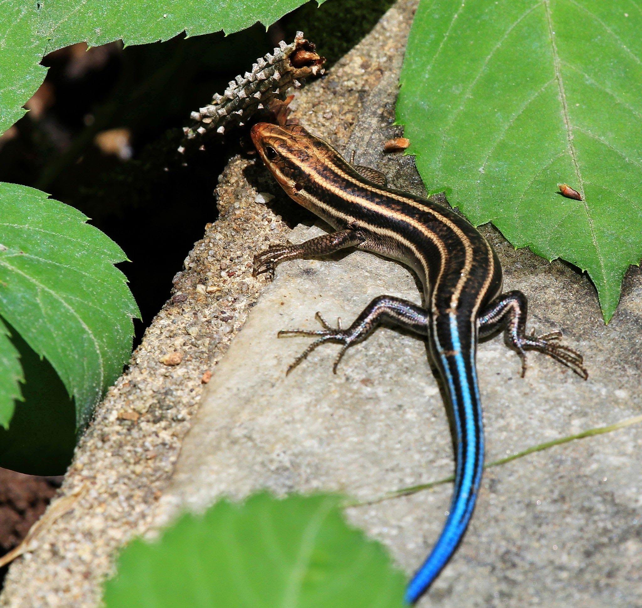 The Blue-Tailed Skink.