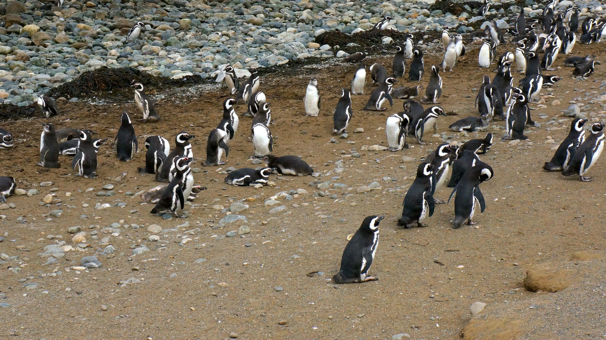 John's many penguin friends